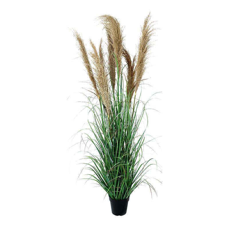 ΔΙΑΚΟΣΜΗΤΙΚΟ ΦΥΤΟ PAMPAS GRASS ΣΕ ΓΛΑΣΤΡΑ Fylliana 8407 ΚΑΦΕ ΧΡΩΜΑ 43x43x150εκ